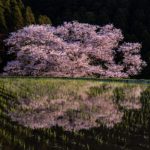 Sakura Spots in Nara 19