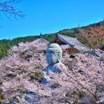 Sakura Spots in Nara 2