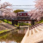 Sakura Spots in Nara 22
