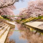Sakura Spots in Nara 23