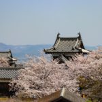Sakura Spots in Nara 24