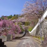 Sakura Spots in Nara 25