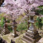 Sakura Spots in Nara 26