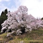Sakura Spots in Nara 4