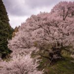 Sakura Spots in Nara 5