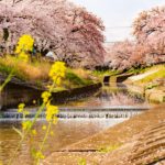 Sakura Spots in Nara 7