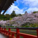 Sakura Spots in Nara 9