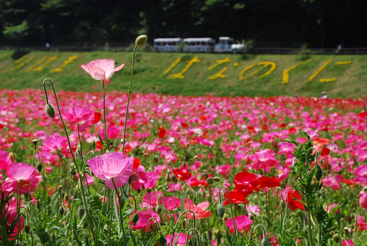 ทุ่งดอกป๊อปปี้ Kurihama Flower Park