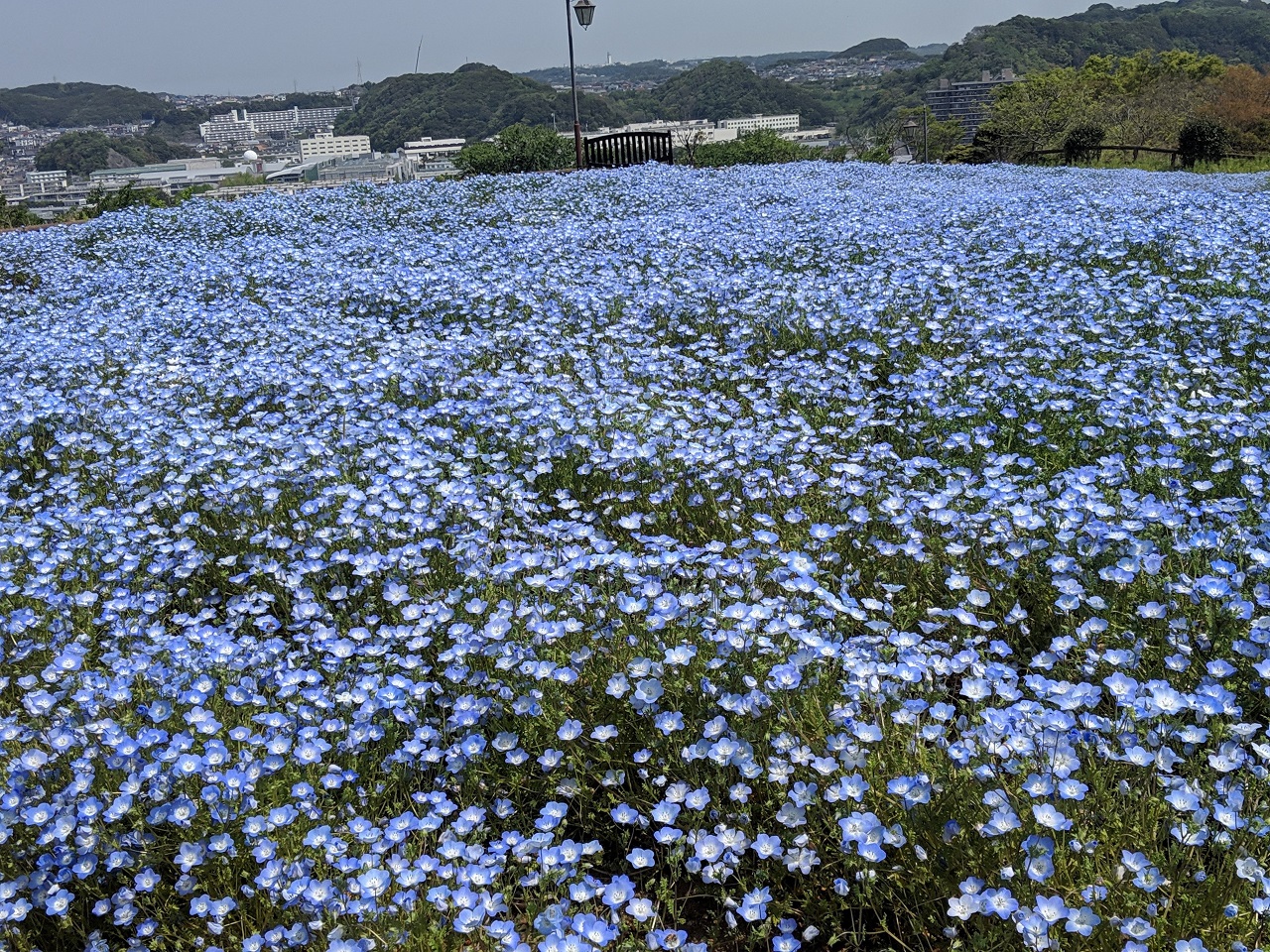 Kurihama Flower Park สวนดอกไม้ เนโมฟีลา Yokosuka Kanagawa