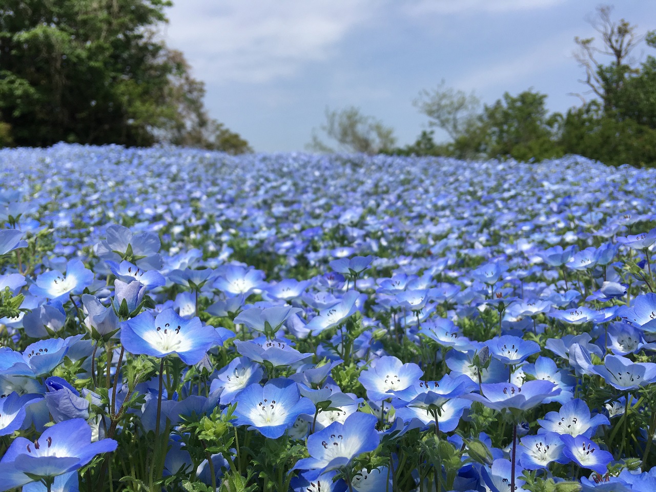 Kurihama Flower Park ดอกเมโมฟีลา ดอกไม้สีฟ้า โยโกสุกะ คานางาวะ