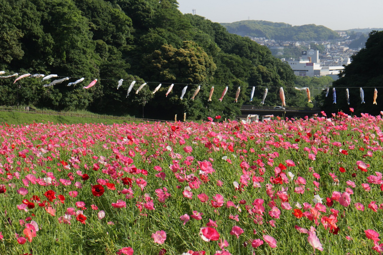 Poppy Flower Park Kanagawa