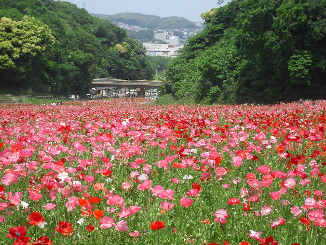 Yokosuka Kanagawa สวนดอกไม้