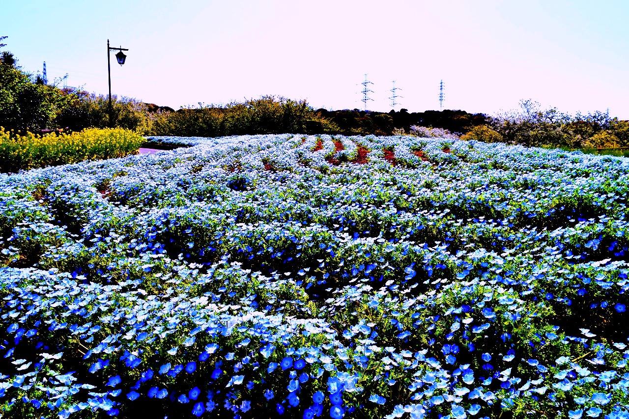 Kurihama Flower Park สวนดอกไม้ เนโมฟีลา โยโกสุกะ คานางาวะ