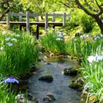 Odawara Flower Garden 10