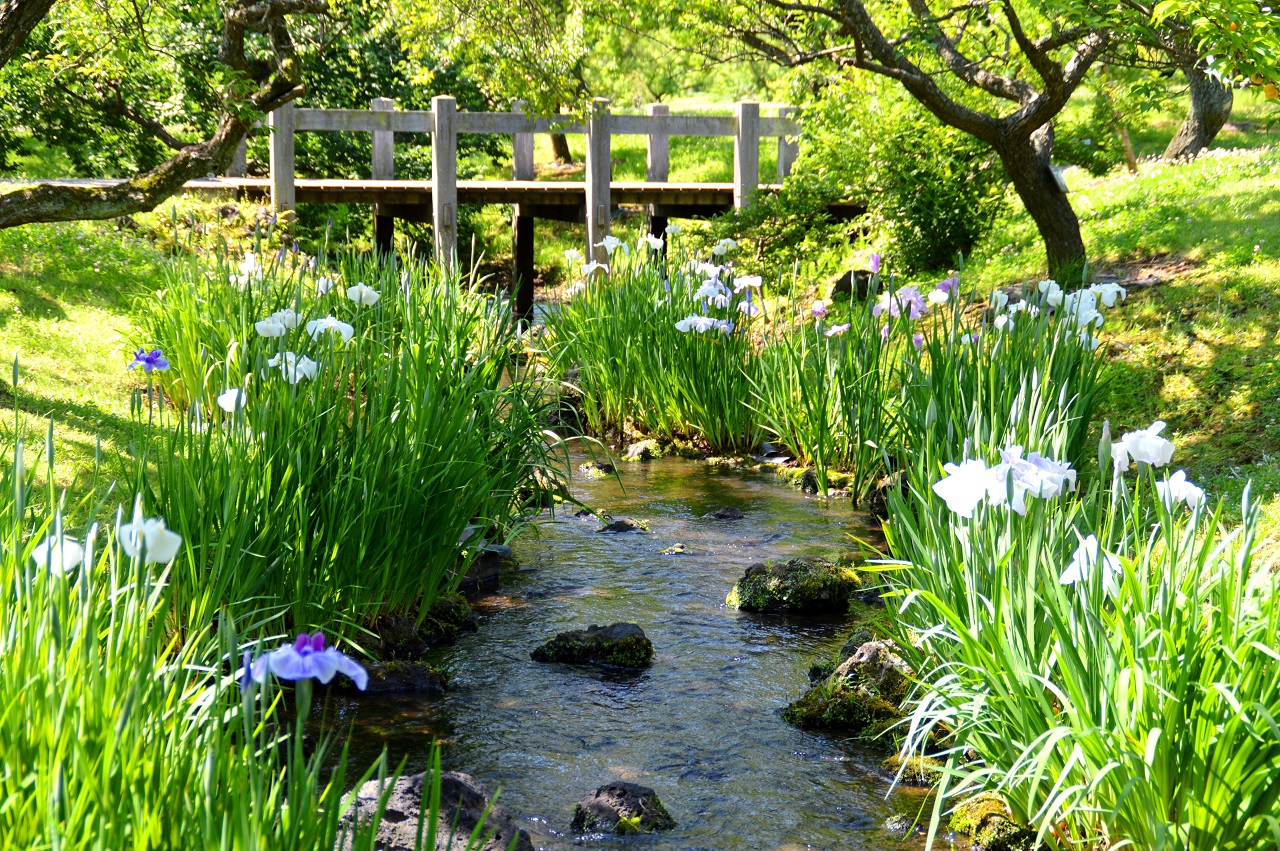 ฮานะโชบุ คานางาวะ ดอกไอริสญี่ปุ่น Odawara Flower Garden