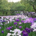 Odawara Flower Garden 4