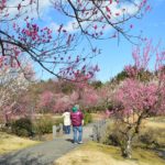 Odawara Flower Garden 5