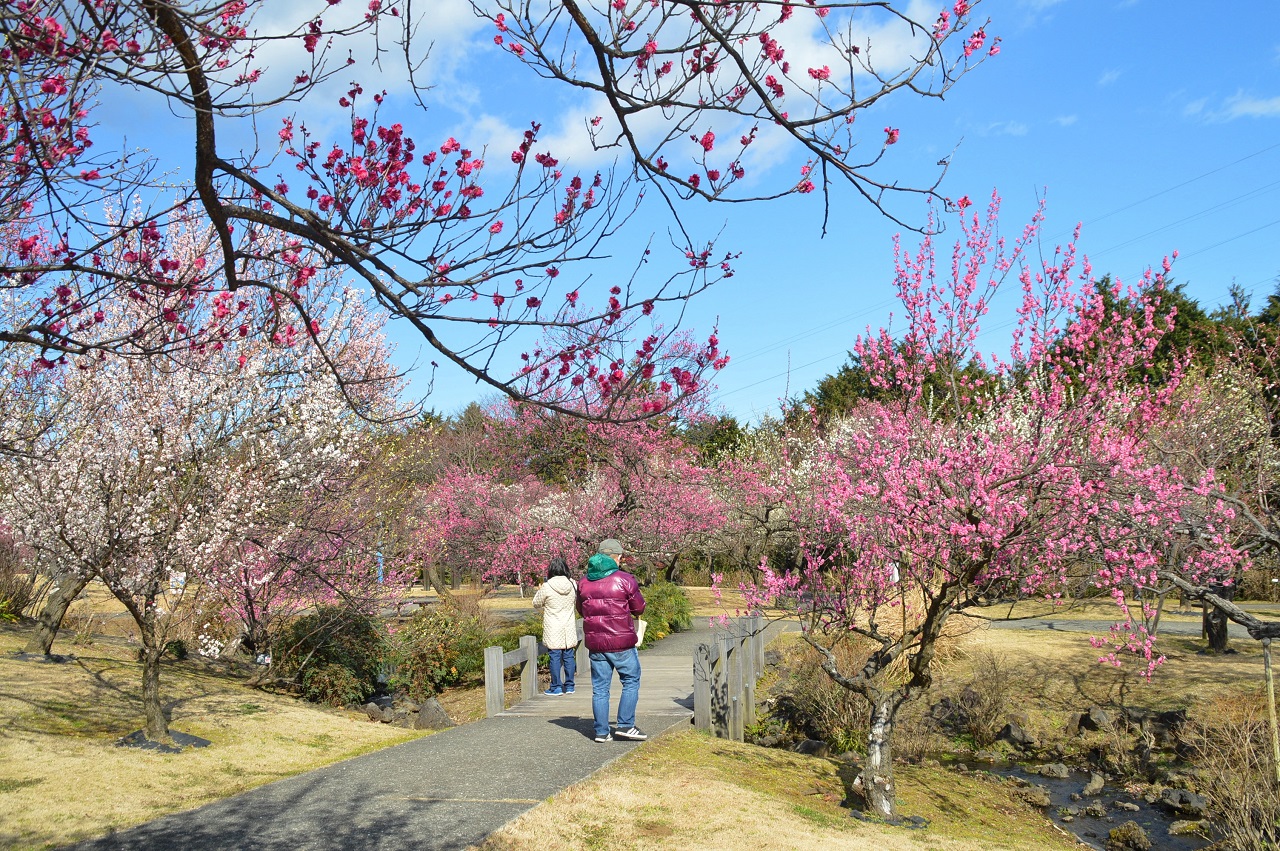 สวนดอกไม้โอดาวาระ ดอกบ๊วย คานางาวะ Odawara Flower Garden