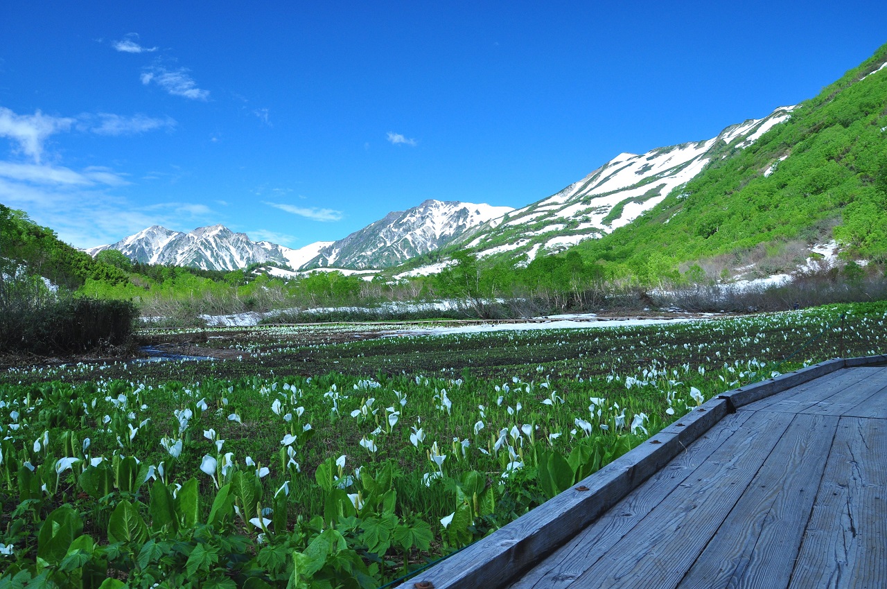อุทยานธรรมชาติสึกาอิเคะ ดอกอุตพิดน้ำญี่ปุ่น Tsugaike Nature Park