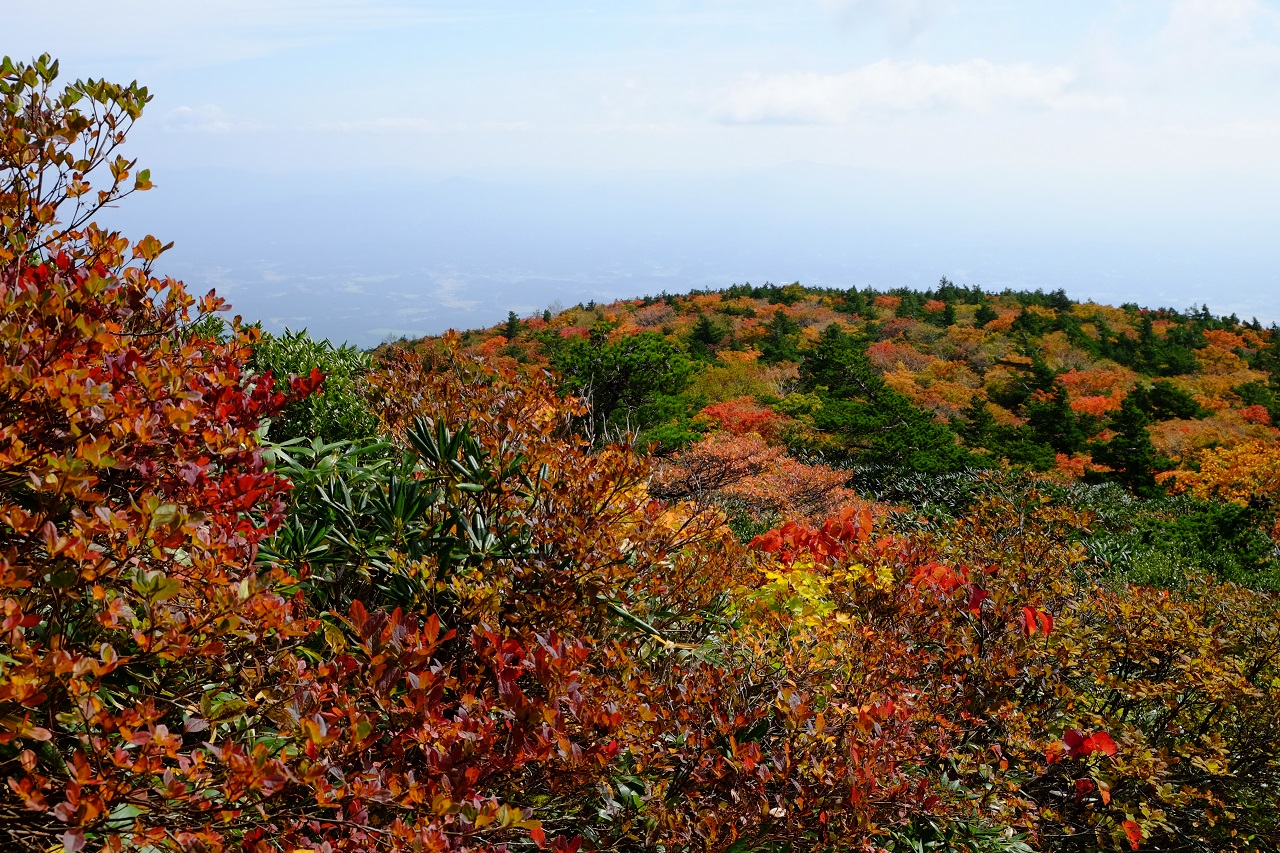 ใบไม้แดง ใบไม้เปลี่ยนสี ฟุกุชิมะ โทโฮคุ
