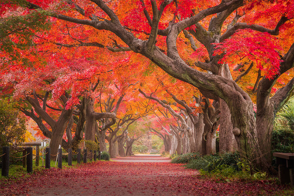 Koishikawa Botanical Gardens ภาพ ใบไม้เปลี่ยนสี ฤดูกาล