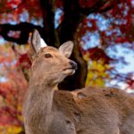 Nara Park