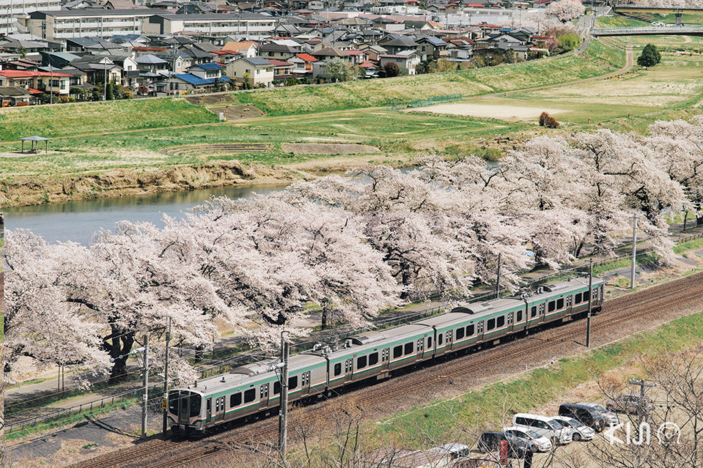 Trip โทโฮคุ นีงาตะ ซากุระ รถไฟ