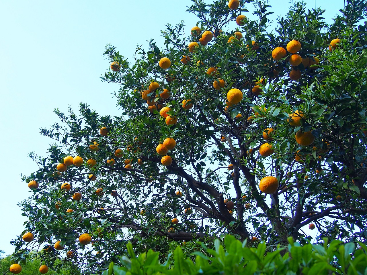 ฟาร์ม ส้ม Izu Inatori