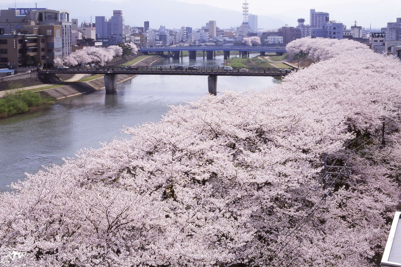 Asuwa River Cherry Blossom Row ต้นซากุระ แม่น้ำอาสุวะ Sakura