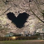 Aomori – Hirosaki Heart Sakura