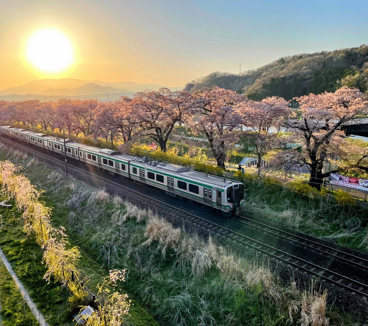 รถไฟ JR ซากุระ มิยากิ พิกัดชมซากุระ โทโฮคุ