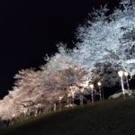 Yozakura (Night Sakura) at Hitome Sembon Sakura