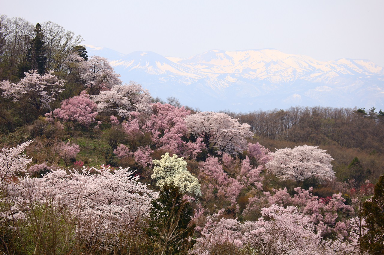 สวน ฮานามิยามะ ฟุกุชิมะ Tohoku