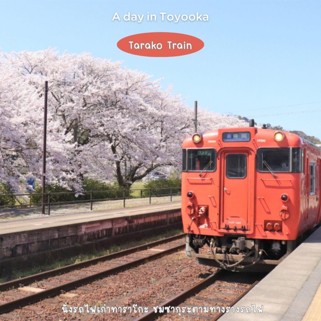 ซากุระ รถไฟทาราโกะ โทโยโอกะ