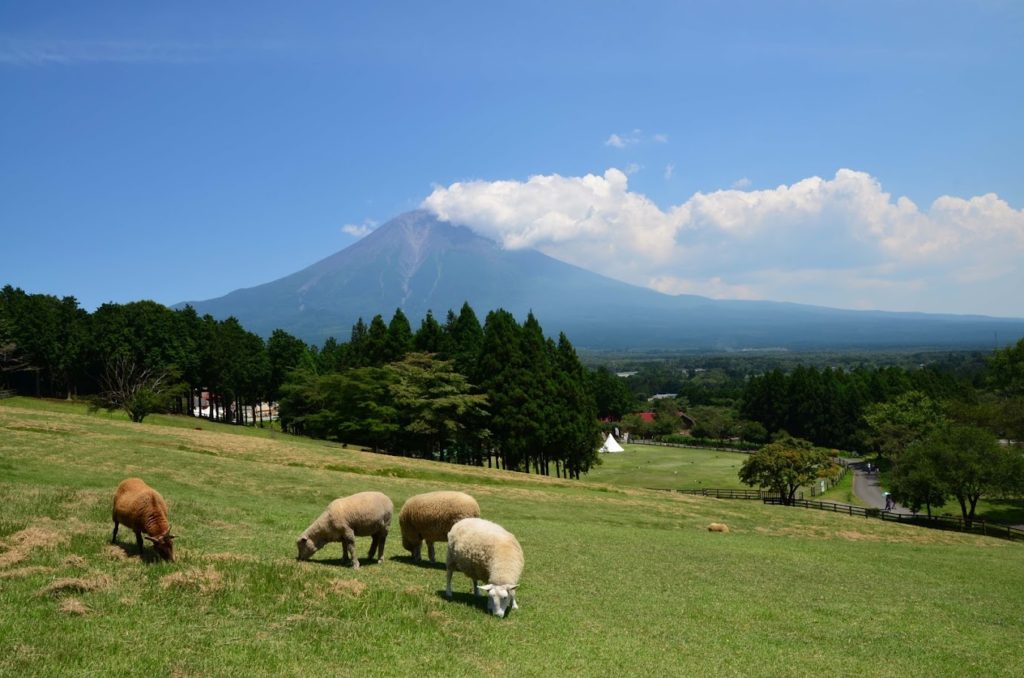 Makaino Farm