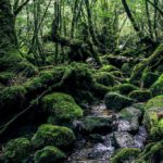 yakushima-island-2336735_1920-1024×683